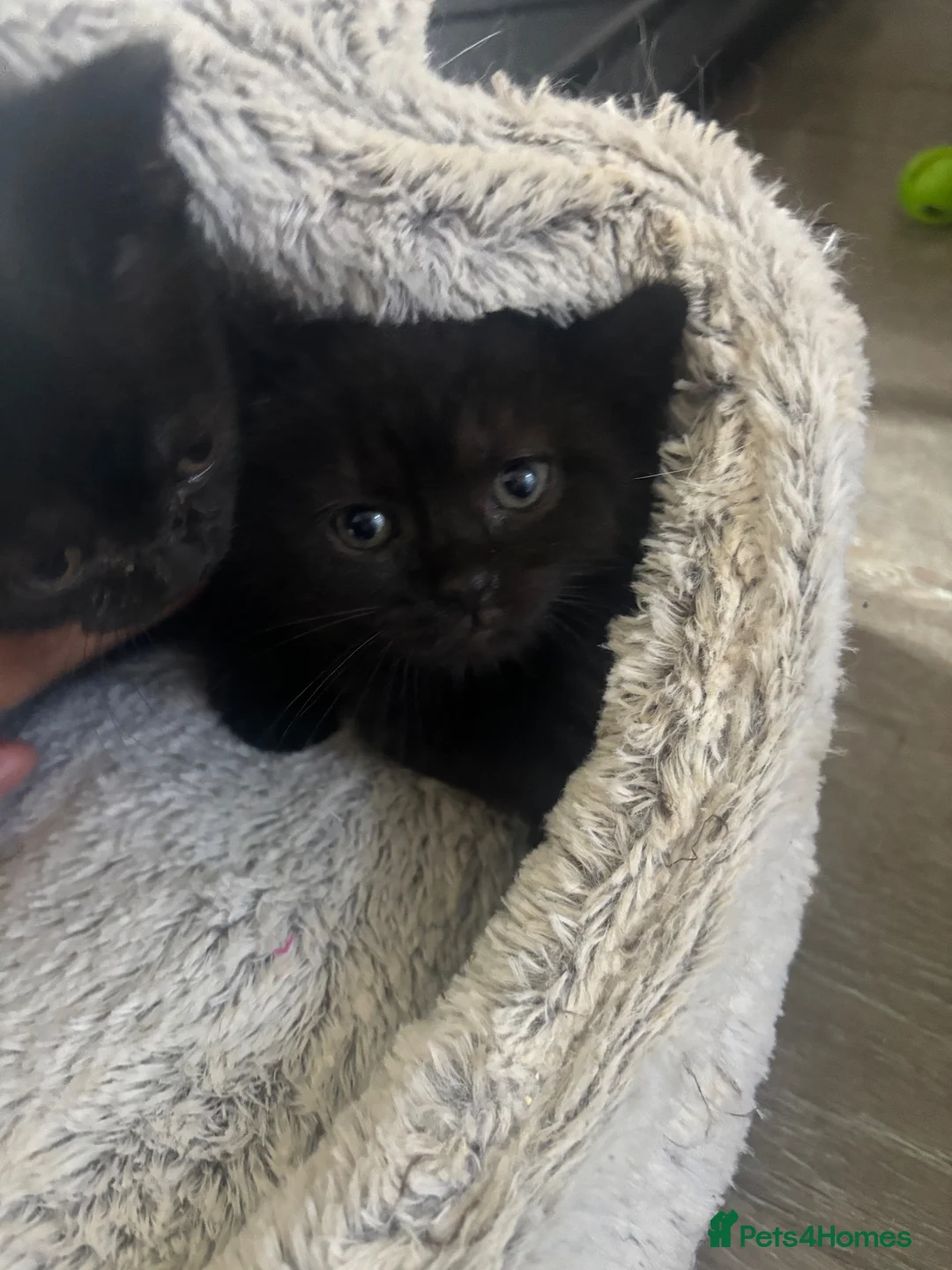 Mixed Breed cats for sale: 6 Beautiful Mixed British Shorthair Kittens  in Derby - Advert 1