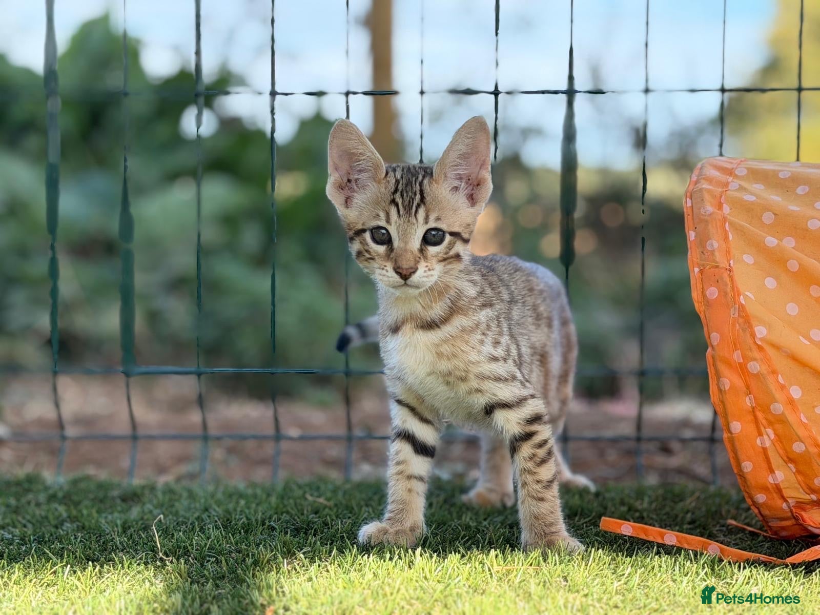 Savannah cats F5 SBT SNOW & BST SAVANNAHS KITTENS - Advert 2