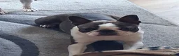 Boston Terrier dogs for sale: Beautiful champion line, 5th gen of my puppies - Advert 4