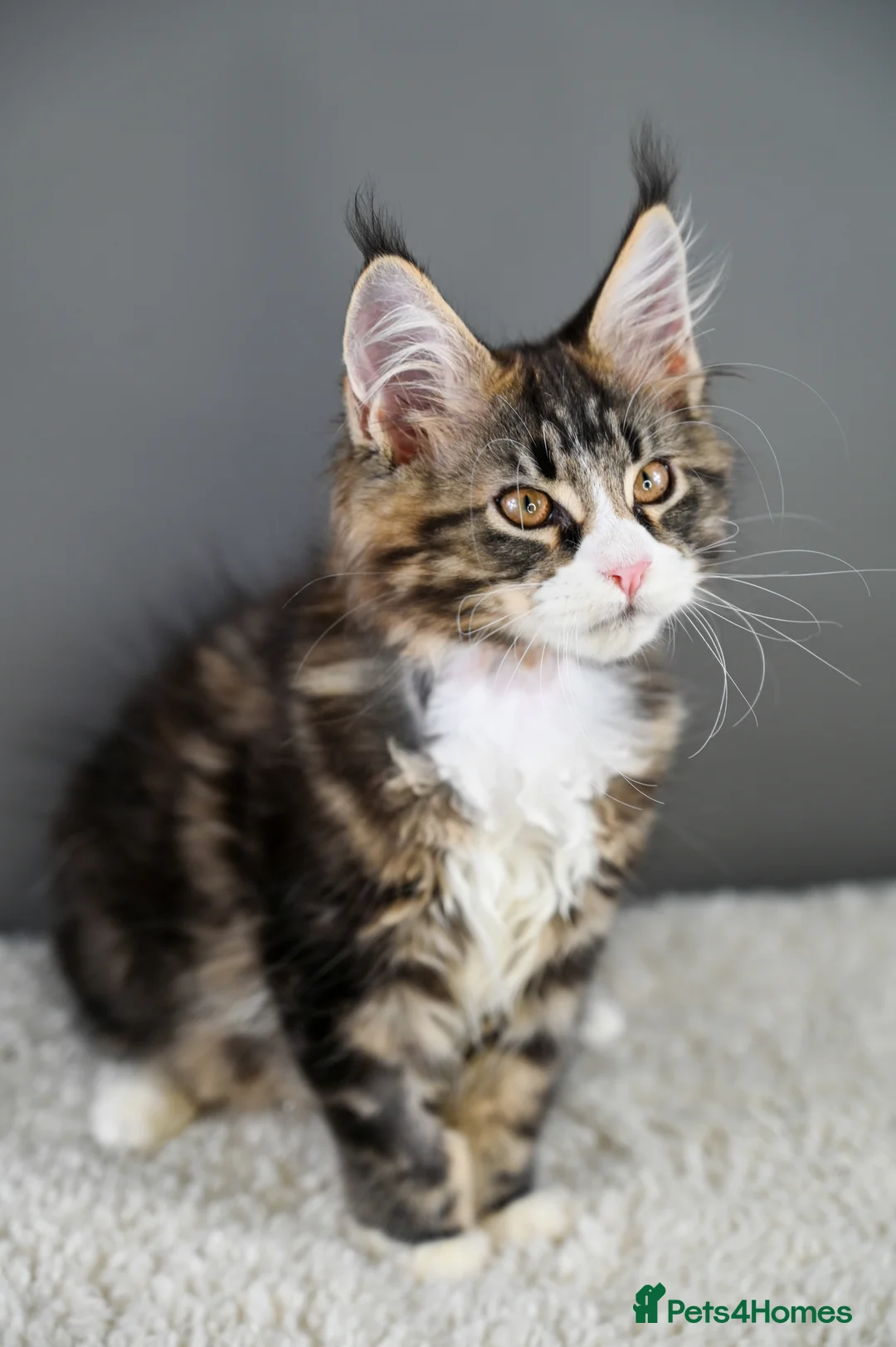 Maine Coon cats for sale: 🧬 STUNNING KITTENS - TICA REGISTERED 🎖️ - Advert 4