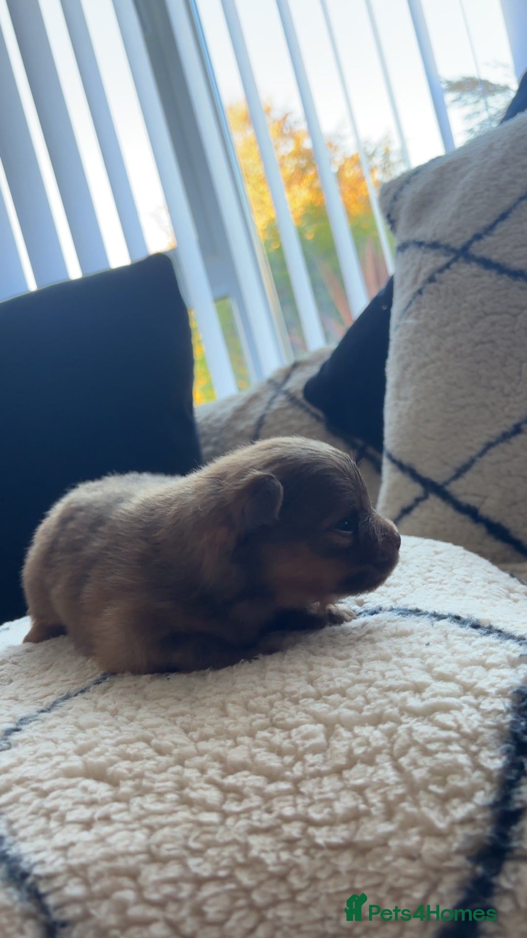 Pomeranian dogs for sale: Beautiful pomeranians - Image 19
