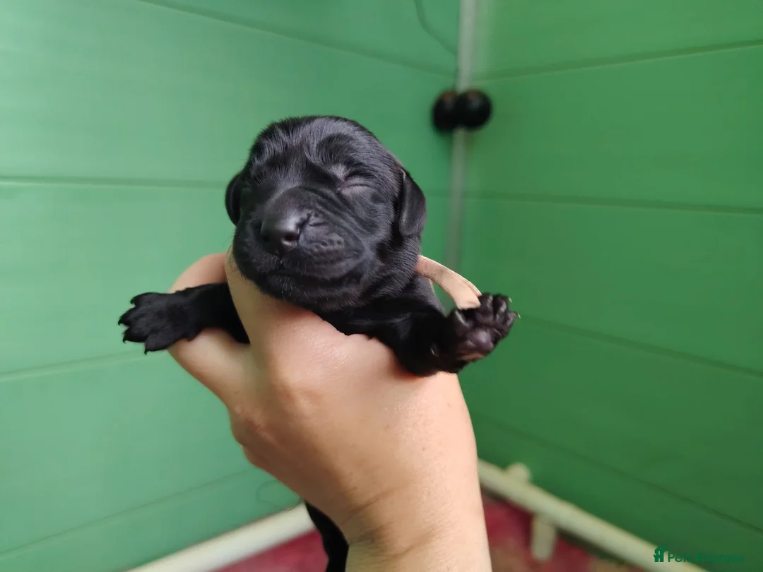 Labrador Retriever dogs for sale: Working labrador puppies - Advert 2