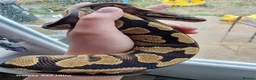Python Snake reptiles for sale: Ball python for sale with vivarium  in Cambridge - Advert 2