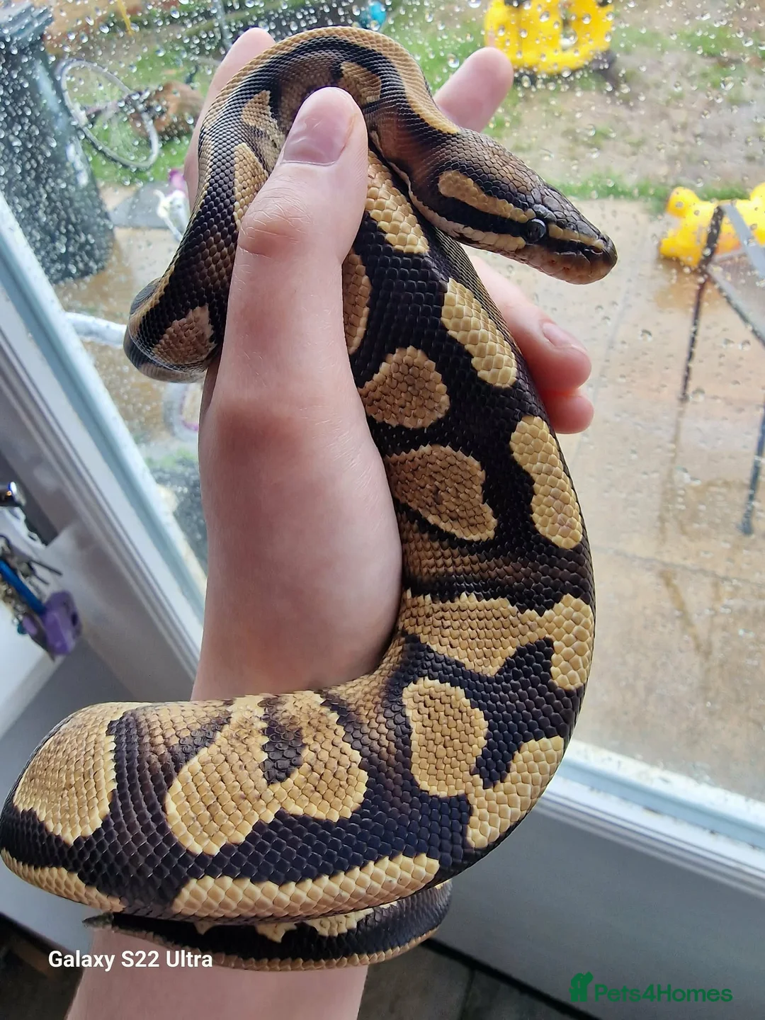 Python Snake reptiles for sale: Ball python for sale with vivarium  in Cambridge - Advert 2
