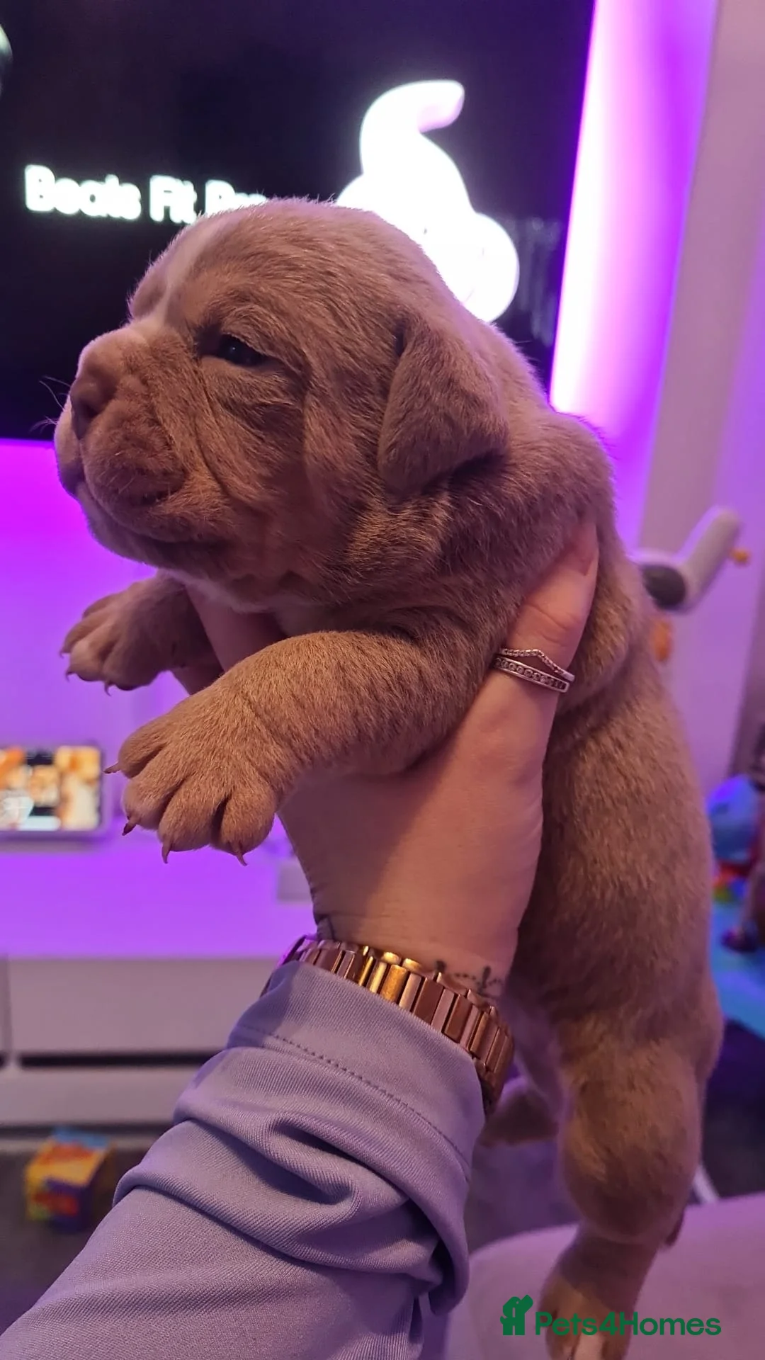 Olde English Bulldogge dogs for stud: 💥olde English bulldog stud💥 - Advert 24