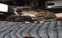 Mixed Breed cats for sale: Two Tiny Kittens  - Image 2