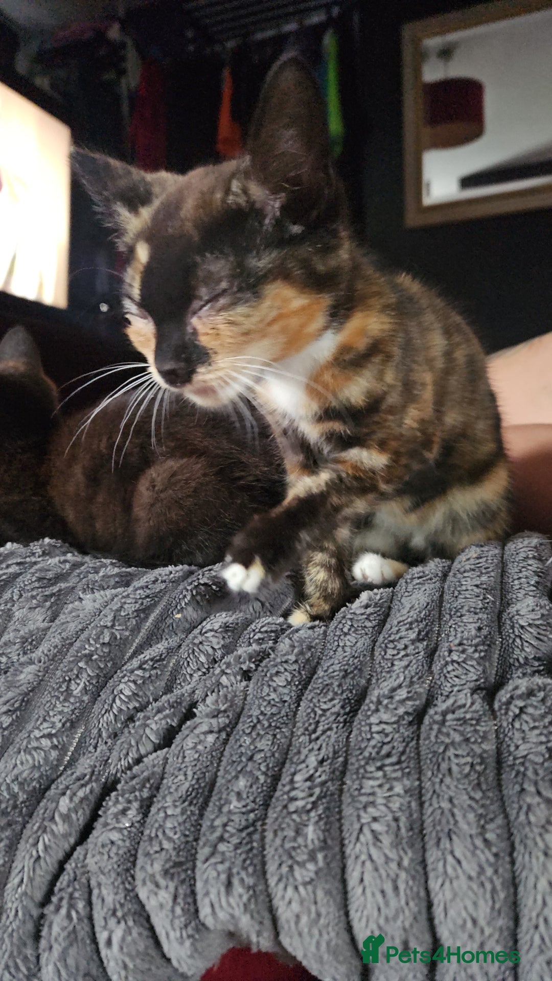 Mixed Breed cats for sale: Two Tiny Kittens  - Image 2