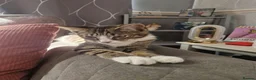 Mixed Breed cats for sale: Gorgous Tabby Kitten  in Gainsborough - Advert 3