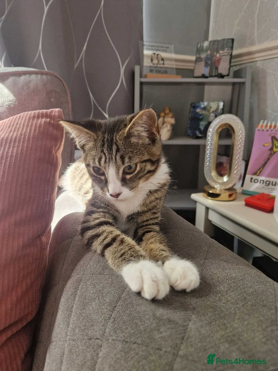 Mixed Breed cats for sale: Gorgous Tabby Kitten  in Gainsborough - Advert 3