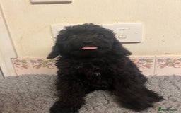 Cockapoo dogs for sale: Gorgeous F2b show type Cockapoo babies blue merles - Image 9