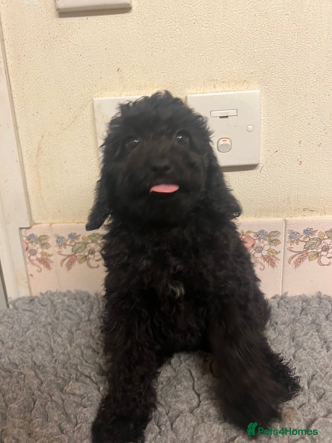 Cockapoo dogs for sale: Gorgeous F2b show type Cockapoo babies blue merles - Image 9