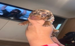 Miniature Dachshund dogs for sale: Kc miniature daschunds - Image 8