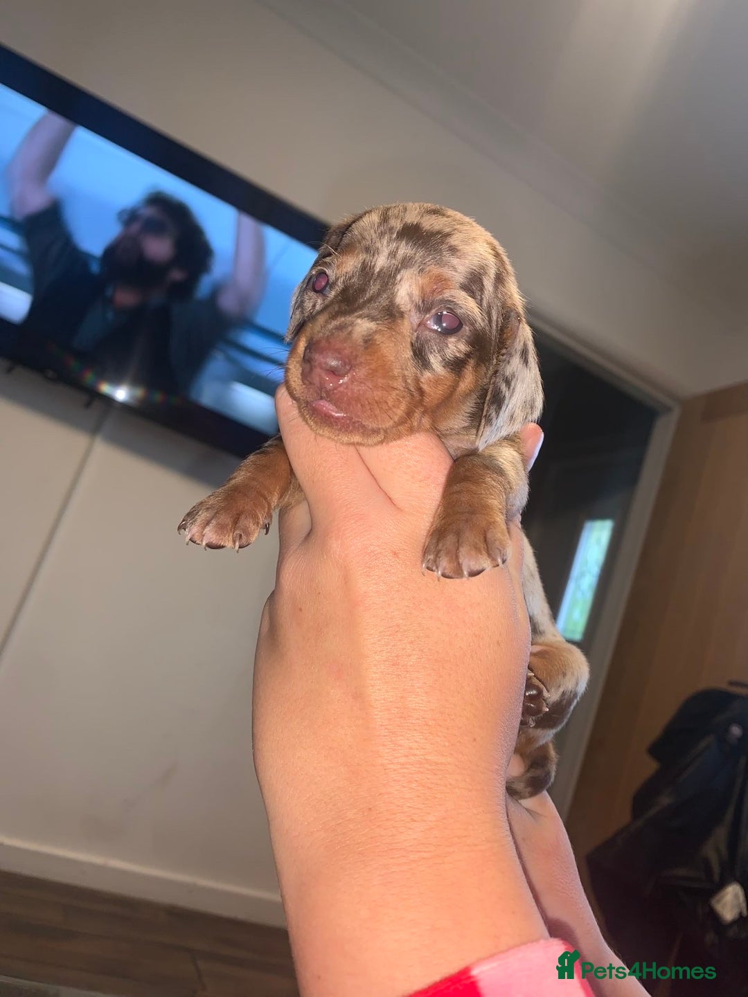 Miniature Dachshund dogs for sale: Kc miniature daschunds - Image 8