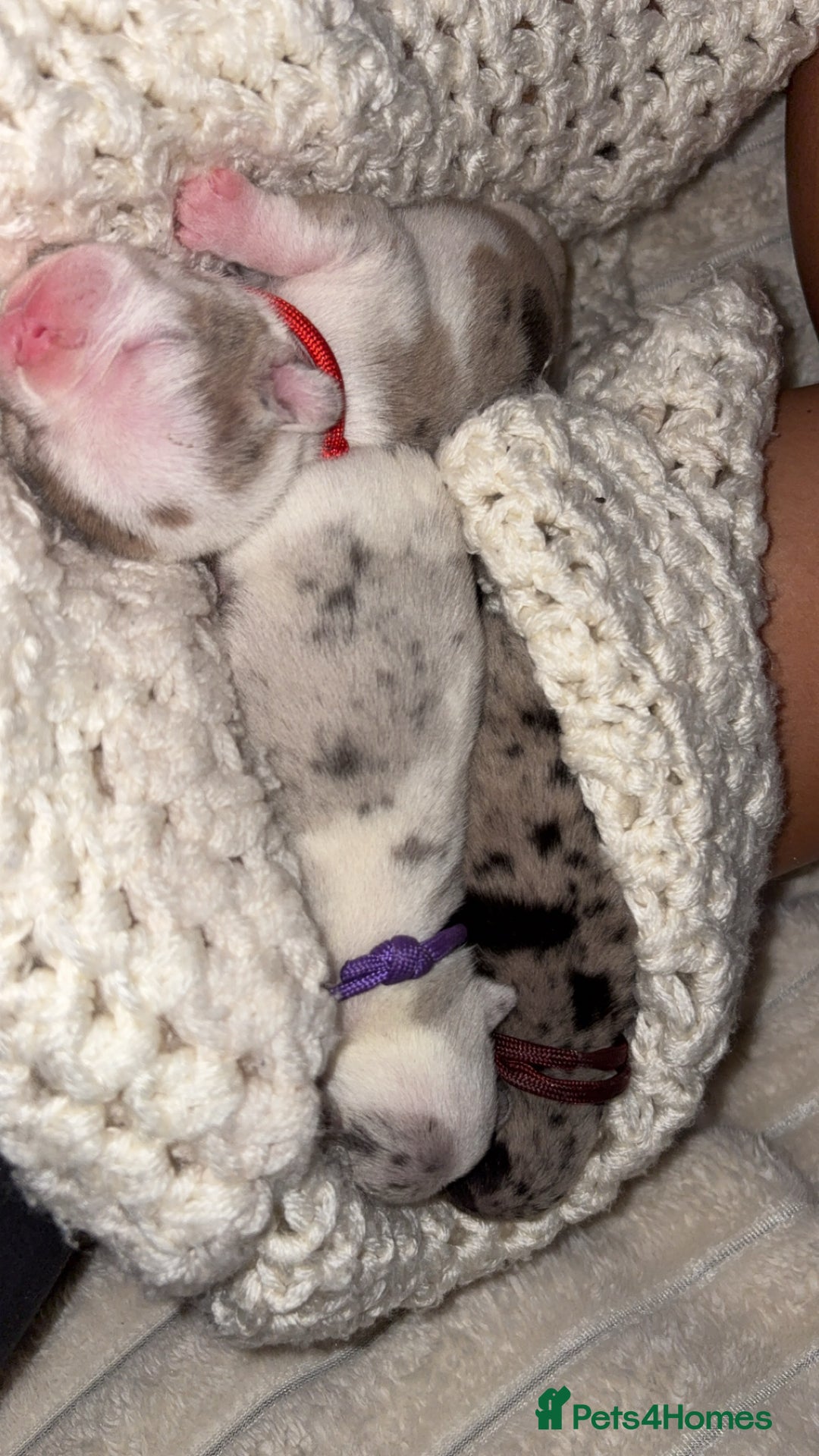 French Bulldog dogs for sale: French bulldog puppies  - Image 1
