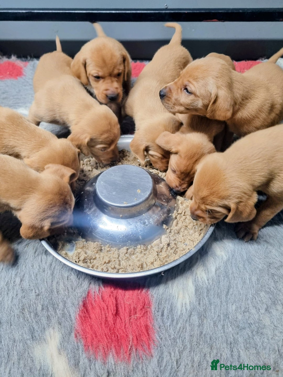 Hungarian Vizsla dogs for sale: Vizslador Puppies  - Advert 7