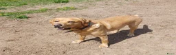 Labrador Retriever dogs for sale: Beautiful Labrador Puppies - Advert 5