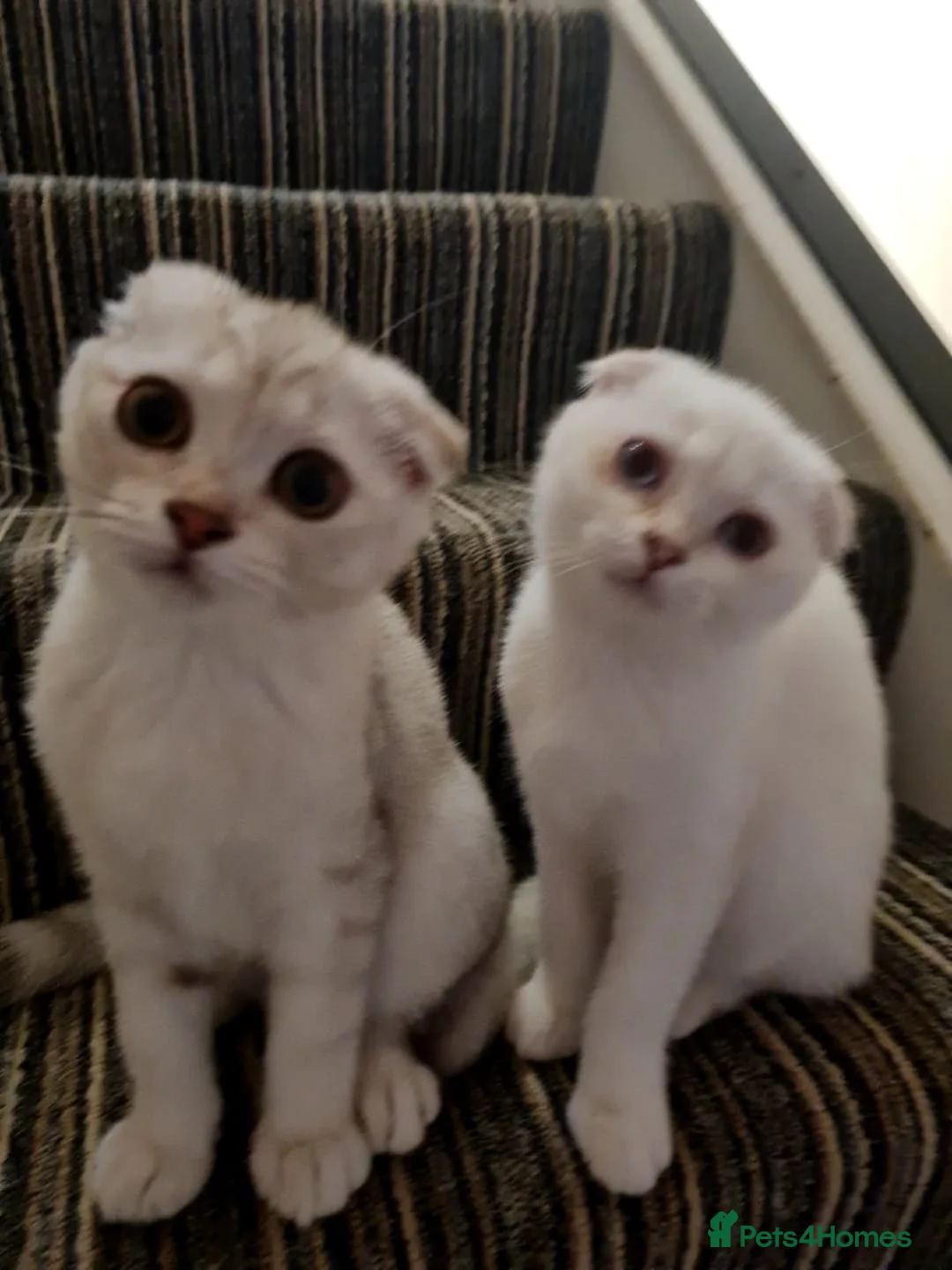 Scottish Fold cats for stud: Scottish straight cat for stud duties in Southampton - Advert 11