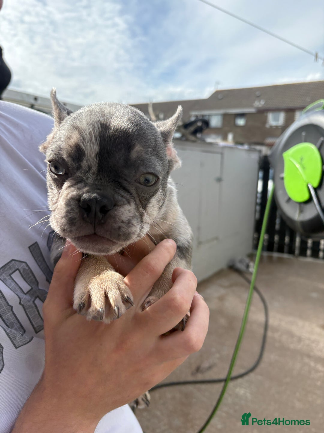 French Bulldog dogs for sale: Blue Merle Frenchie - Image 8