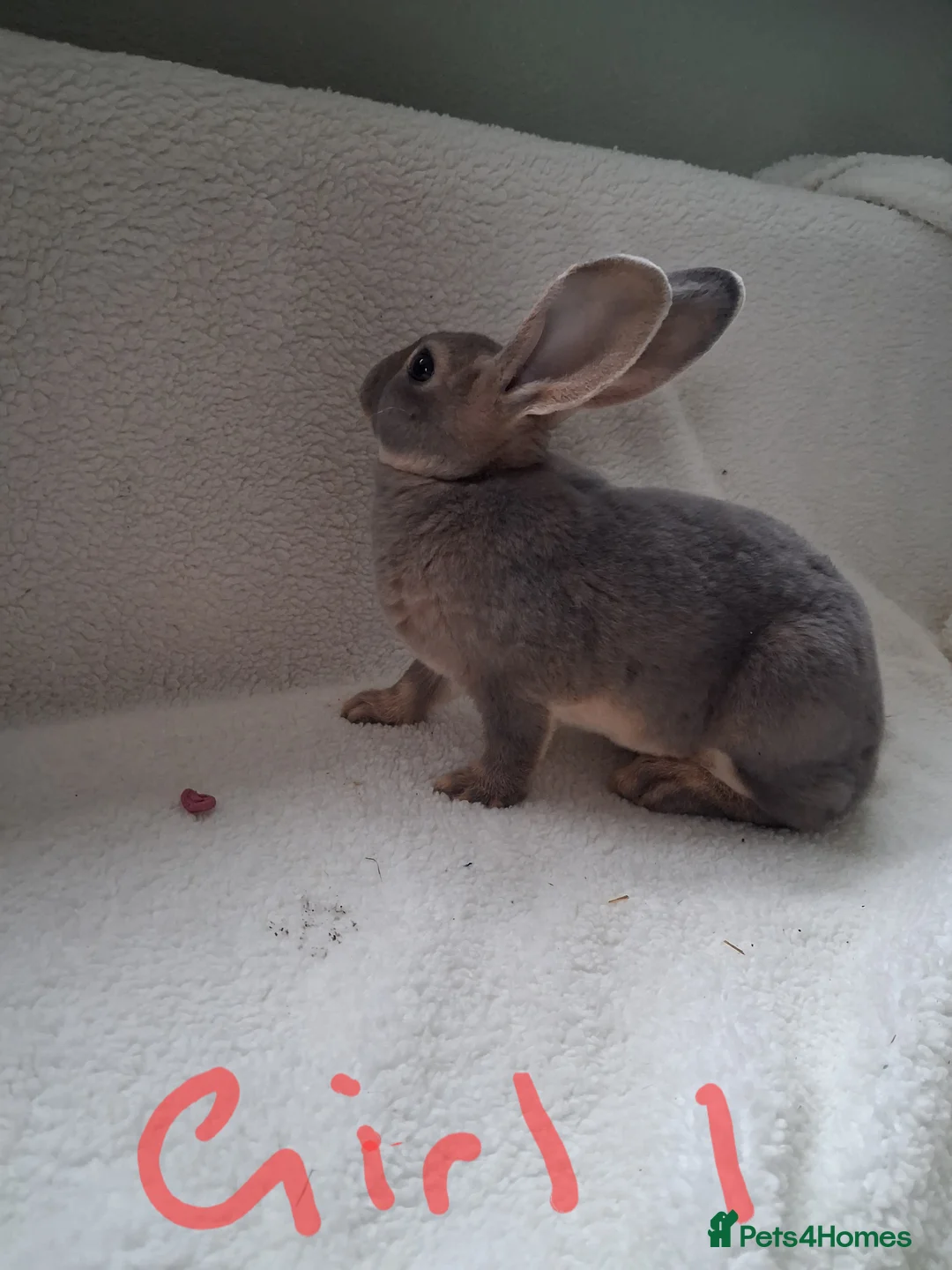 Rex rabbits for sale: Show quality mini rex babies  - Advert 2