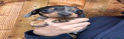 Miniature Dachshund dogs for sale: Miniature dachshund puppies - Advert 3