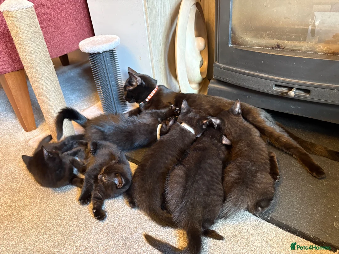 Mixed Breed cats for sale: Beautiful mixed breed kitten last boy remaining  - Advert 2