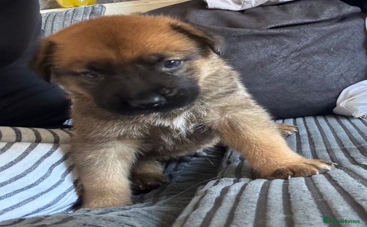 Mixed Breed dogs in Sheerness - Advert 1