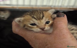 Savannah cats for sale: Stunning Savannah Kittens - Image 14