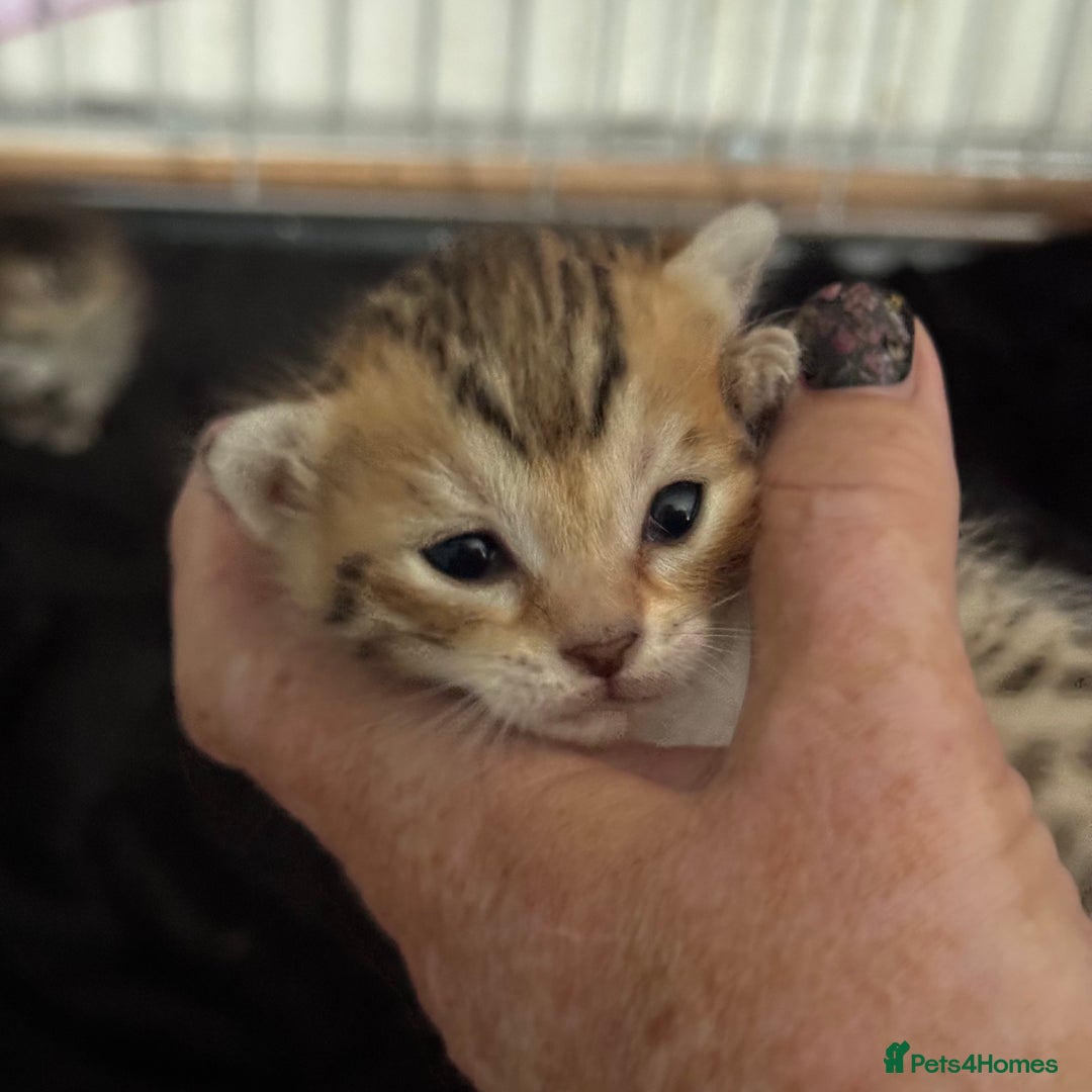 Savannah cats for sale: Stunning Savannah Kittens - Image 14