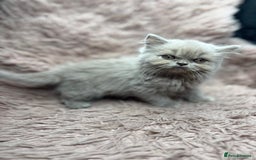 British Shorthair cats for sale: 🐾 GCCF Registered British longhair  Kittens ✨ - Image 9