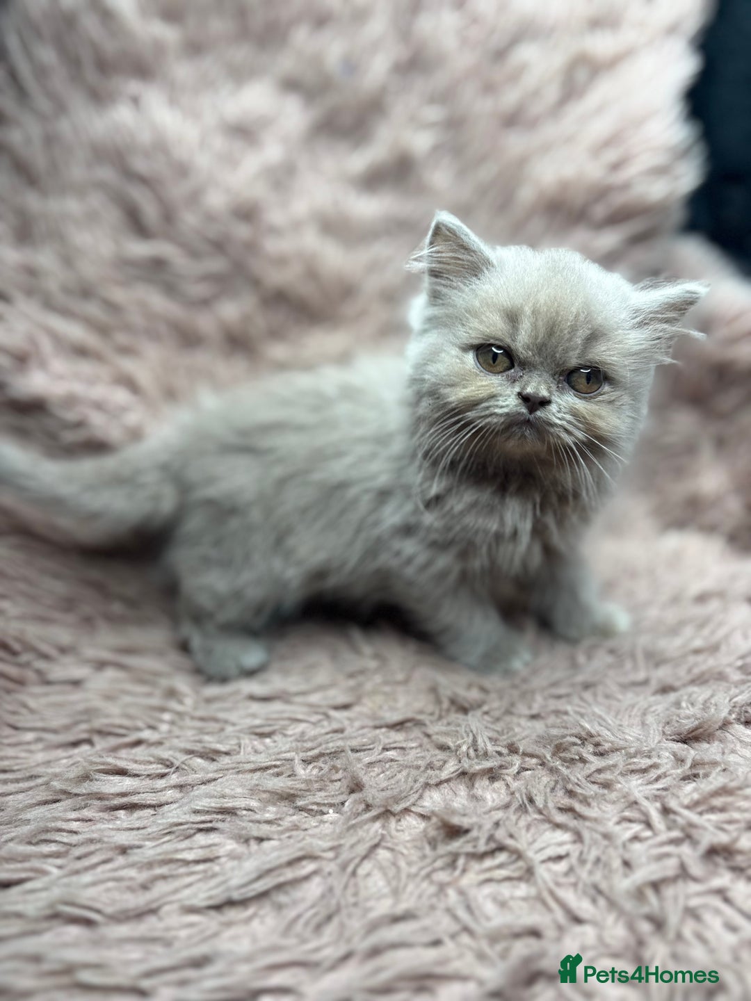 British Shorthair cats for sale: 🐾 GCCF Registered British longhair  Kittens ✨ - Image 9