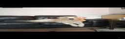 Golden Retriever dogs for stud: Golden retriever stud proven  - Advert 13