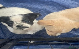 Mixed Breed dogs for sale: Puppies for sale - Image 7