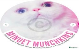 Munchkin cats for sale: White Persian Minuet munchkin blue & odd eyes - Image 1