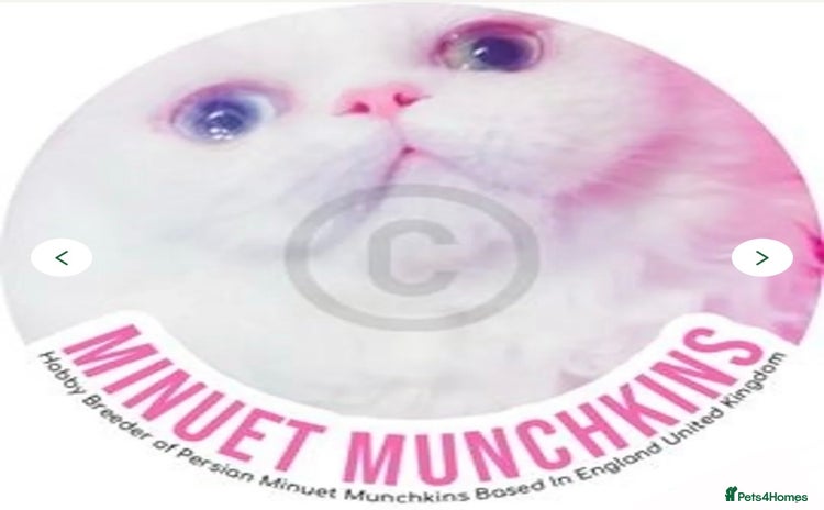 Munchkin cats - Advert 1