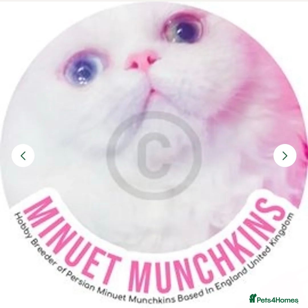Munchkin cats for sale: White Persian Minuet munchkin blue & odd eyes - Image 1