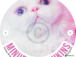 Munchkin cats - Advert 1