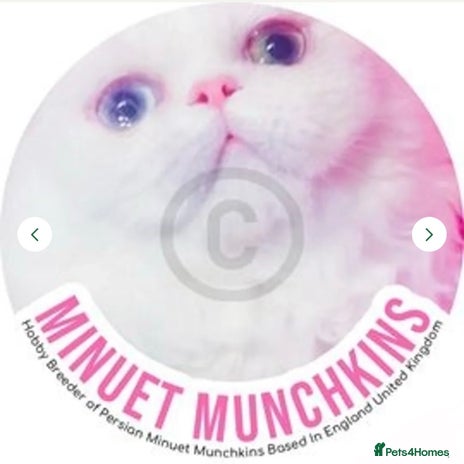 Munchkin cats - Advert 1