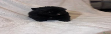 Pomeranian 3