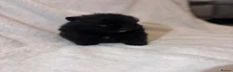Pomeranian dogs for sale: Pomeranian puppies  - Advert 3
