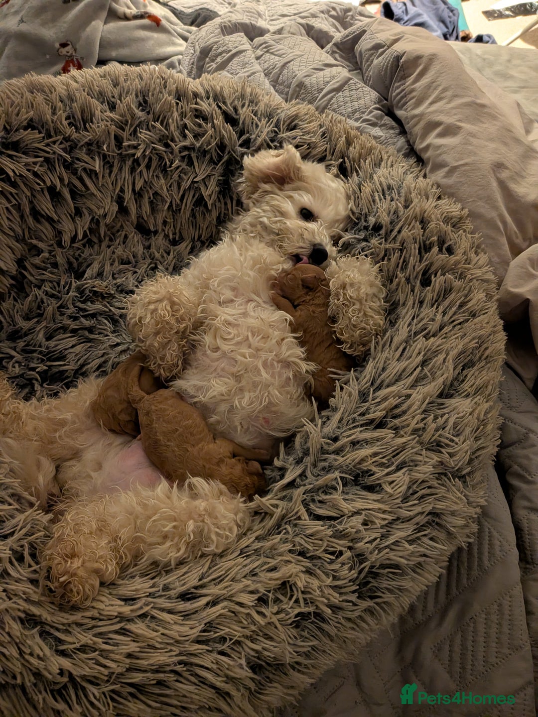 Maltipoo dogs for sale: Maltipoo F1B puppies  - Advert 7