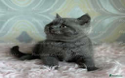 British Shorthair cats for sale: Adorable British Shorthair kittens GCCF registered - Image 8