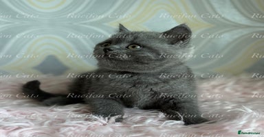 British Shorthair cats - Advert 6