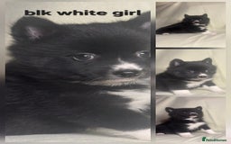 Pomsky dogs for sale: Stunning F4 Pomsky pups  - Image 9