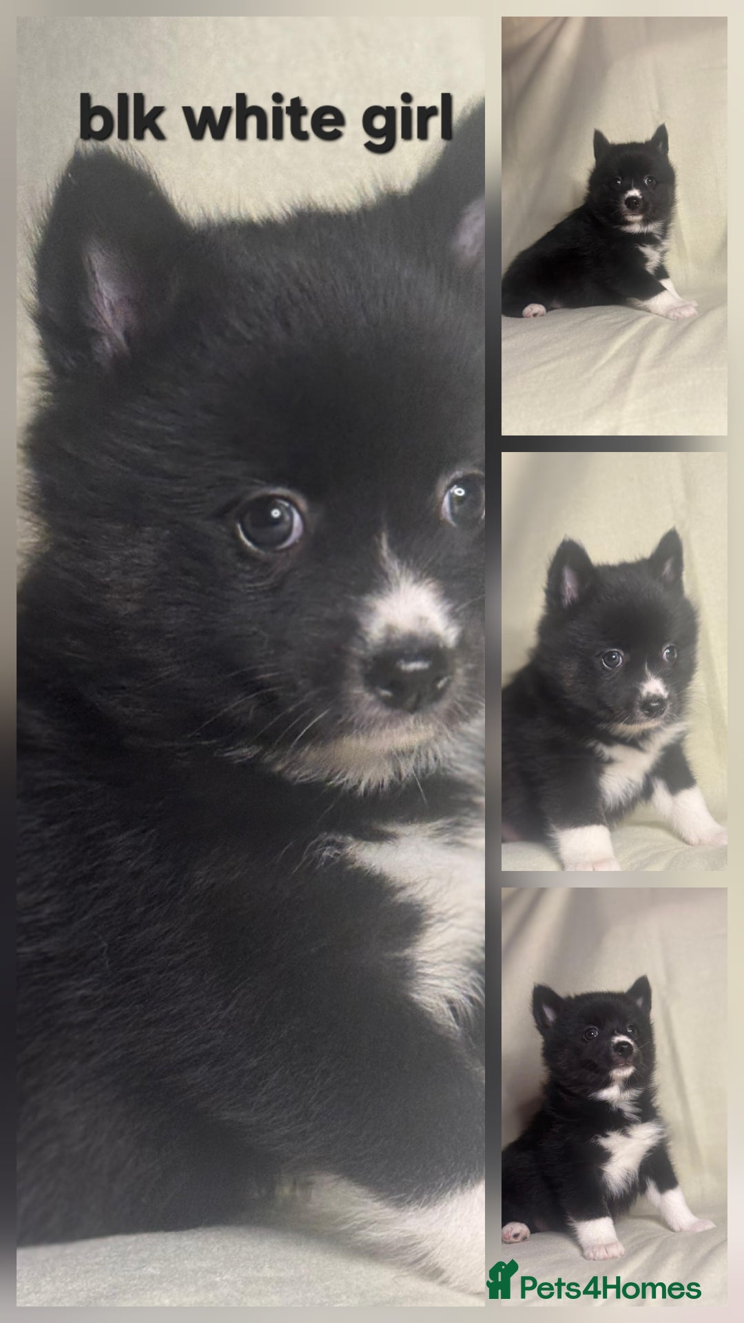 Pomsky dogs for sale: Stunning F4 Pomsky pups  - Image 9