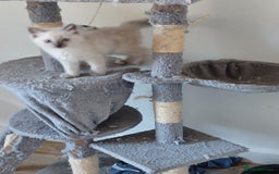 Ragdoll cats for sale: Mink ragdoll kittens - Image 4