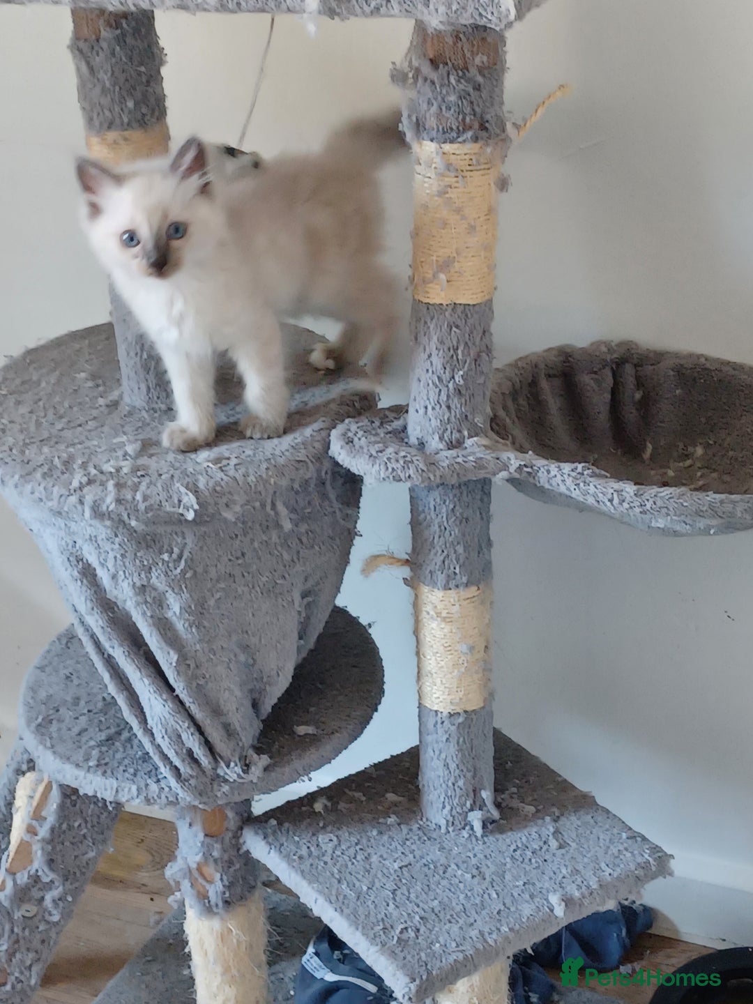 Ragdoll cats for sale: Mink ragdoll kittens - Image 4