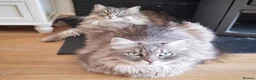 Siberian cats for sale: Stunning older Siberian cats for sale - Advert 12