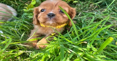 Cavalier King Charles Spaniel dogs - Advert 2