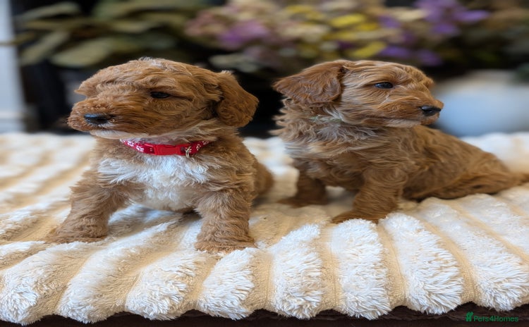 Australian Labradoodle dogs - Advert 1