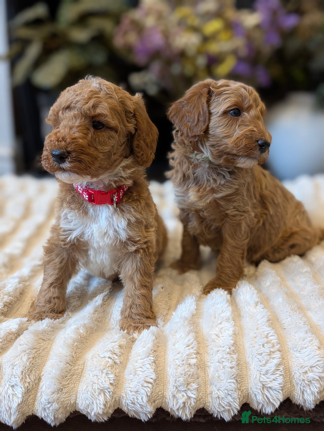 Australian Labradoodle dogs for sale: Mini Australian labradoodles, DNA health tested. - Image 2